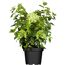 Hortensie im Topf