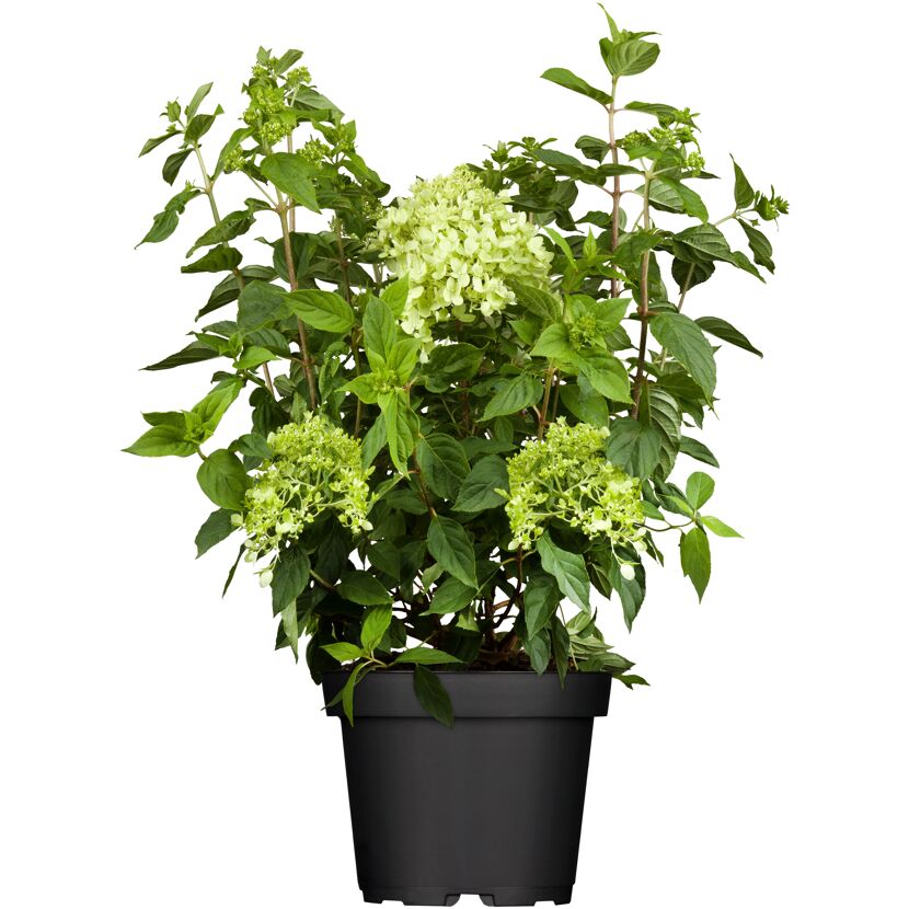 Hortensie im Topf
