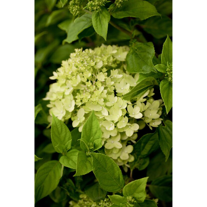 Weiße Hortensienblüte
