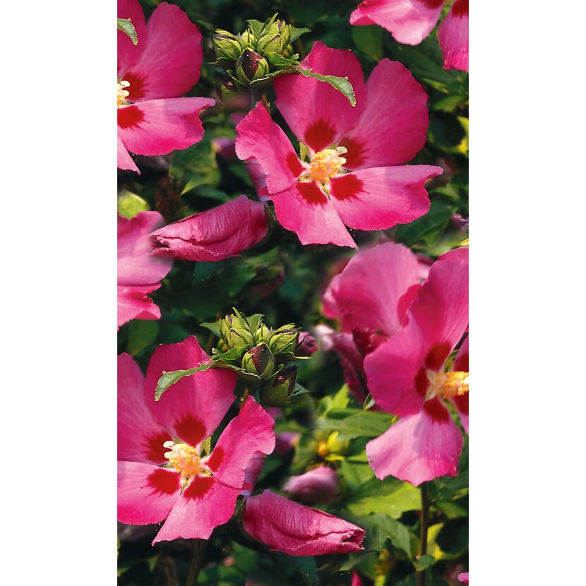 Garteneibisch rosa, 19 cm Topf