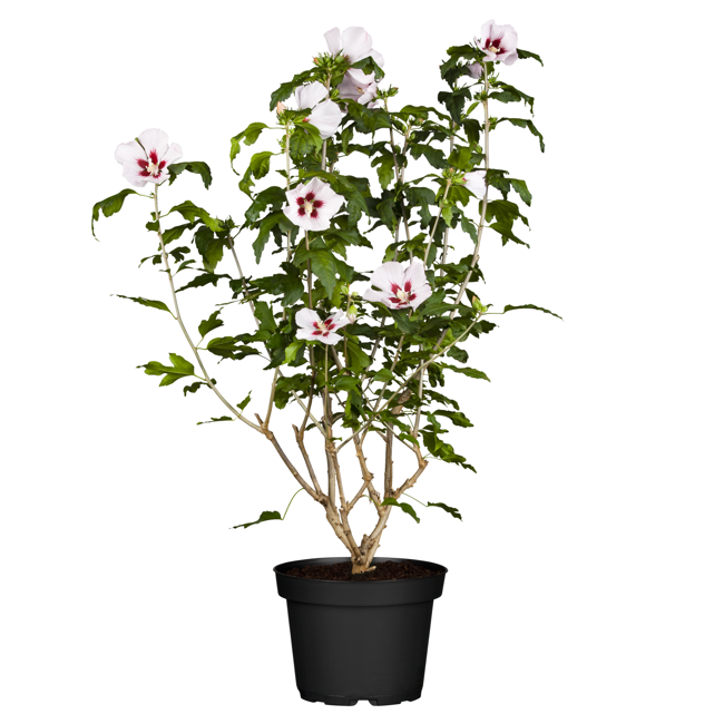 Bild von Garteneibisch zweifarbig 19 cm Topf