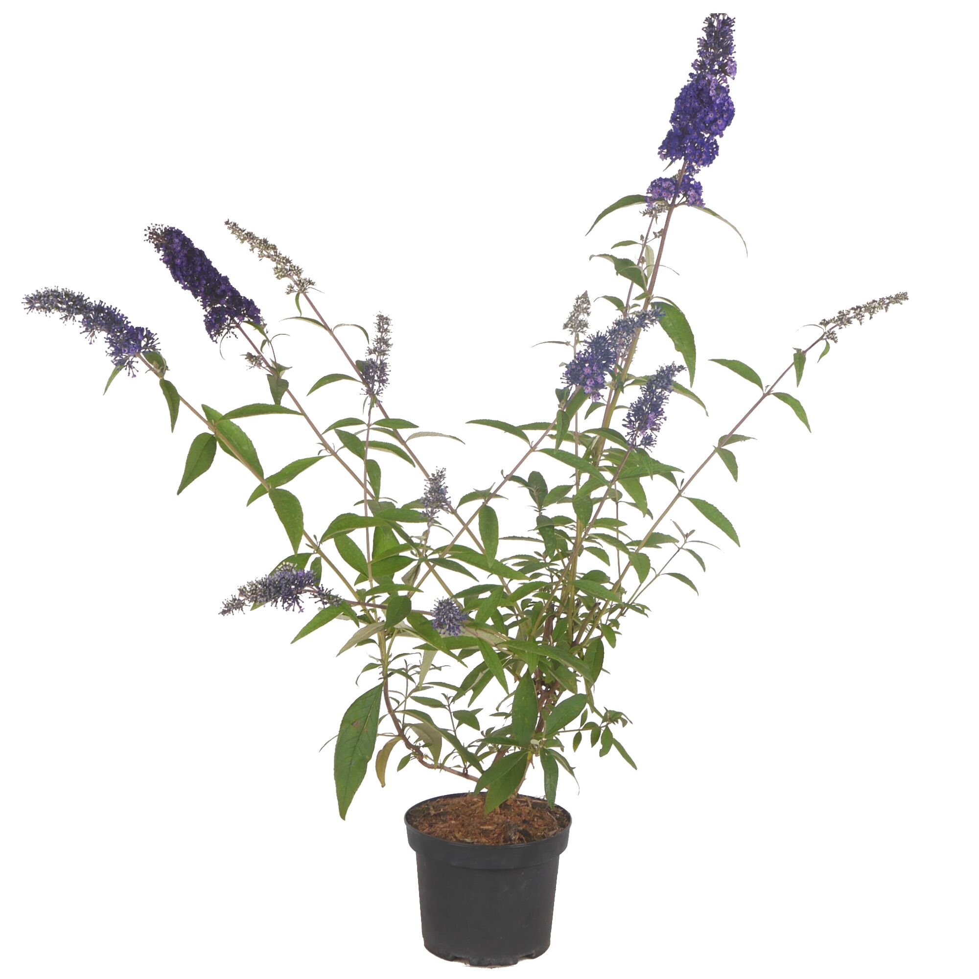 Blauer Schmetterlingsflieder im Topf