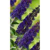 Blauer Sommerflieder