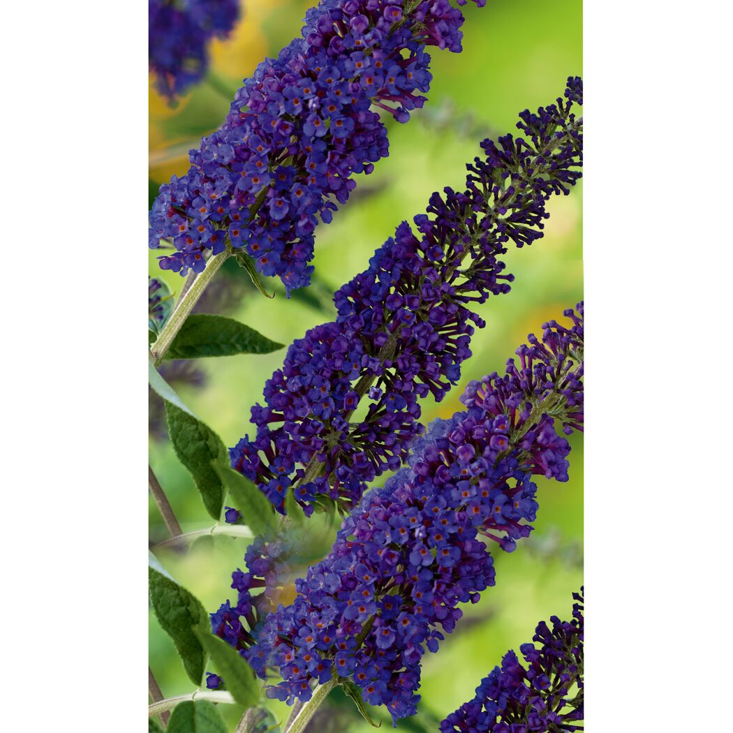 Blauer Sommerflieder