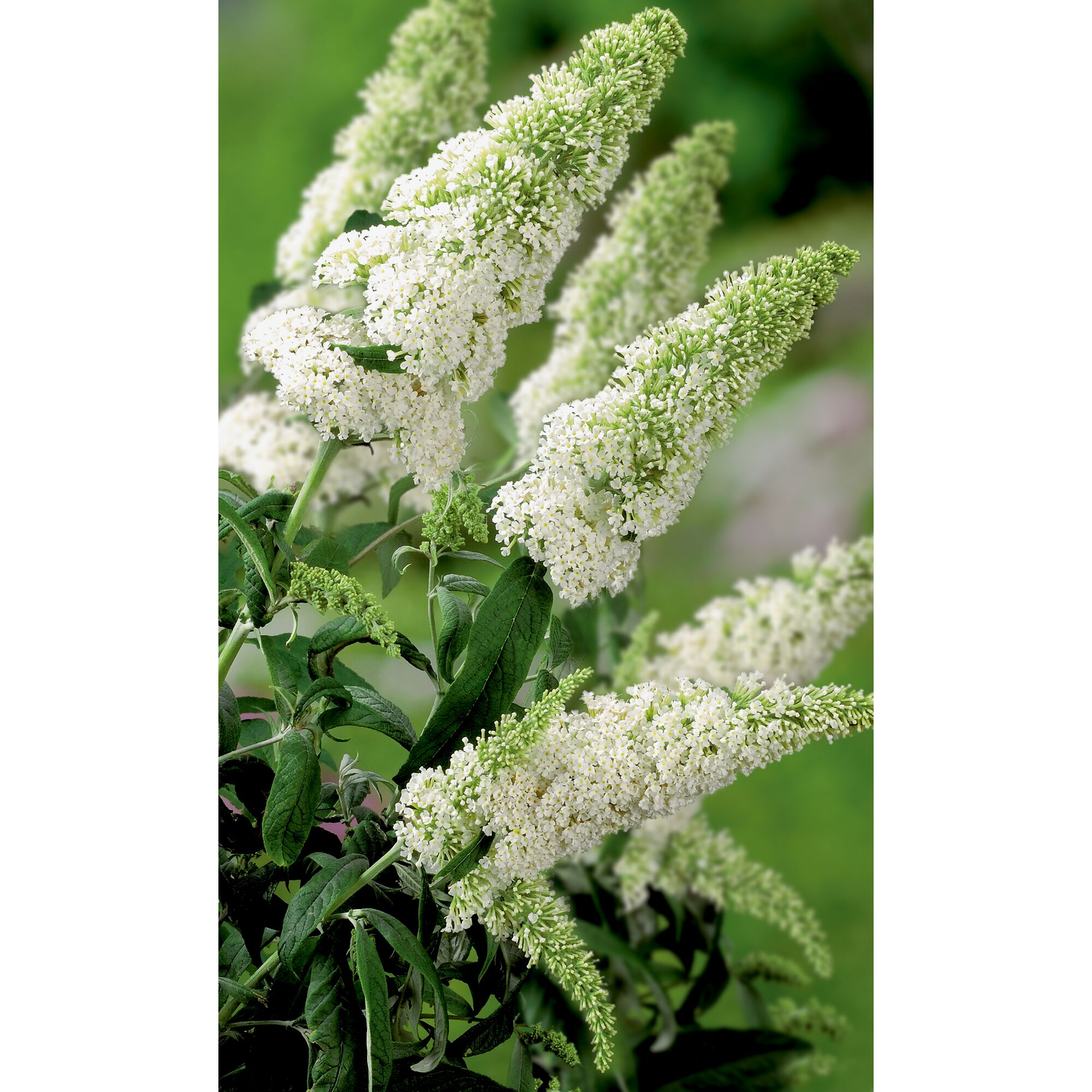 weißer Sommerflieder