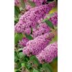 hauptbild