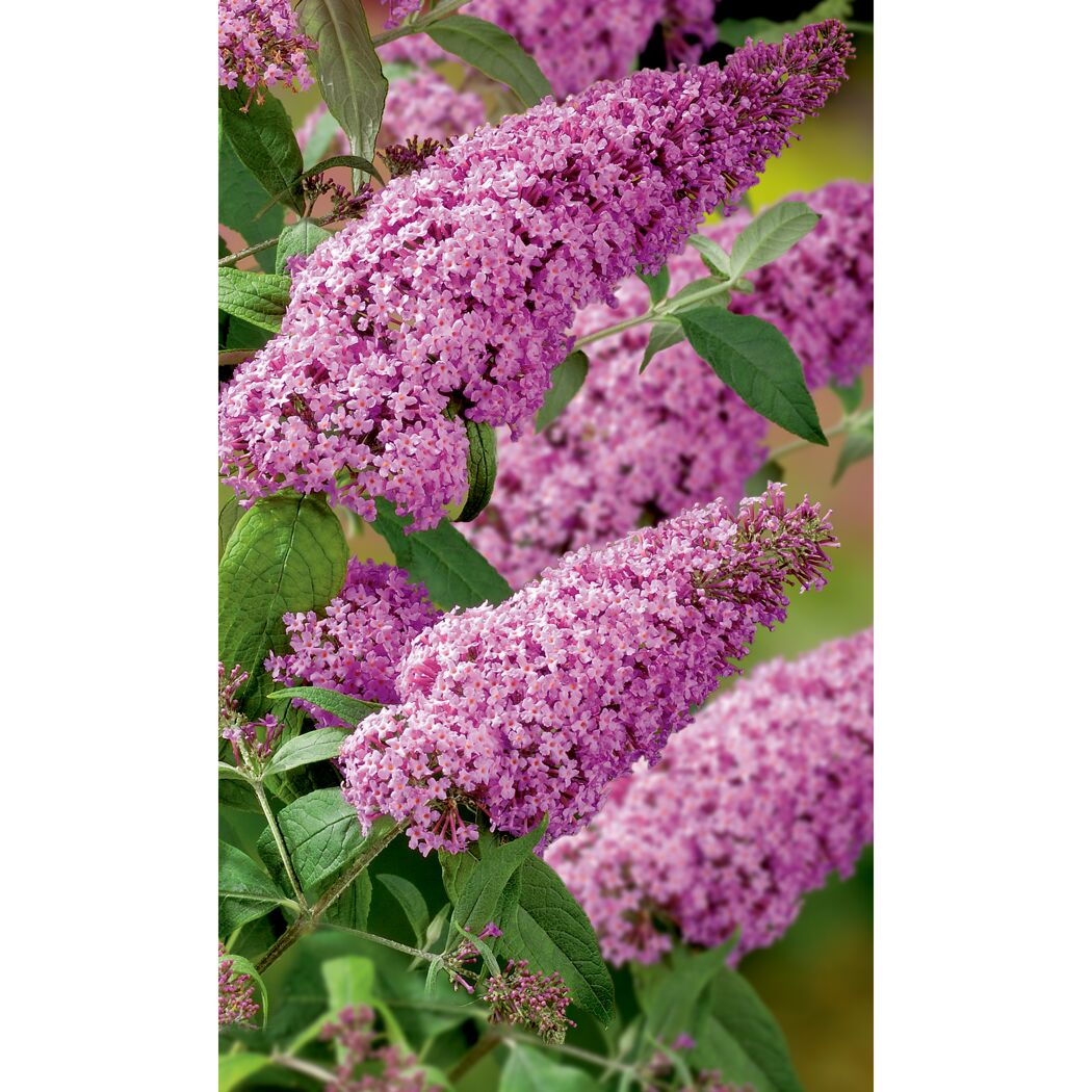Sommerflieder Buddleja davidii rosa