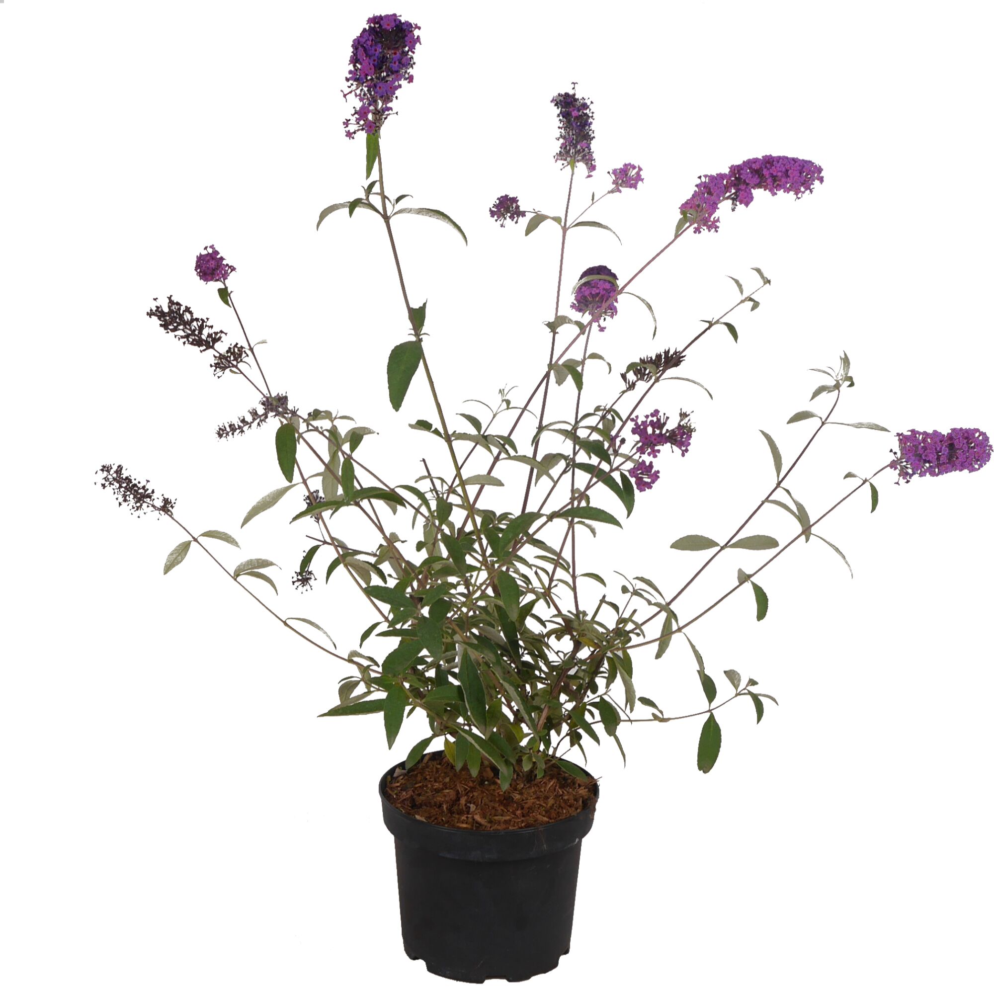 Sommerflieder im Topf