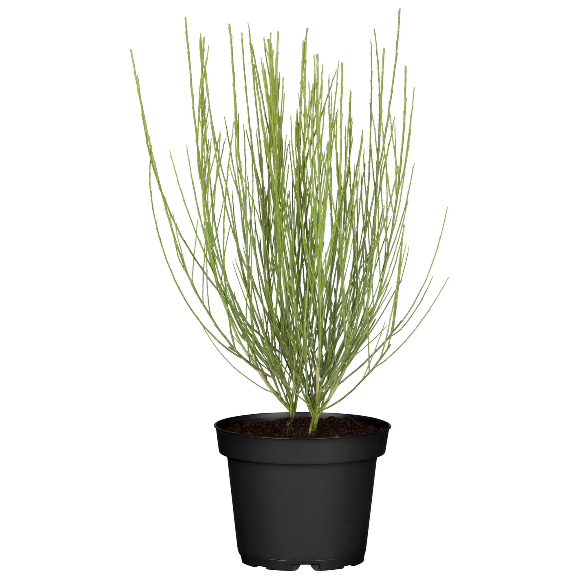 Besenginster gelb, 17 cm Topf