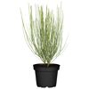 Besenginster gelb, 17 cm Topf