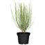 Besenginster gelb, 17 cm Topf