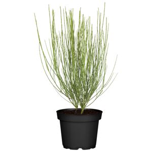 Besenginster gelb, 17 cm Topf