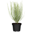 Besenginster gelb, 17 cm Topf