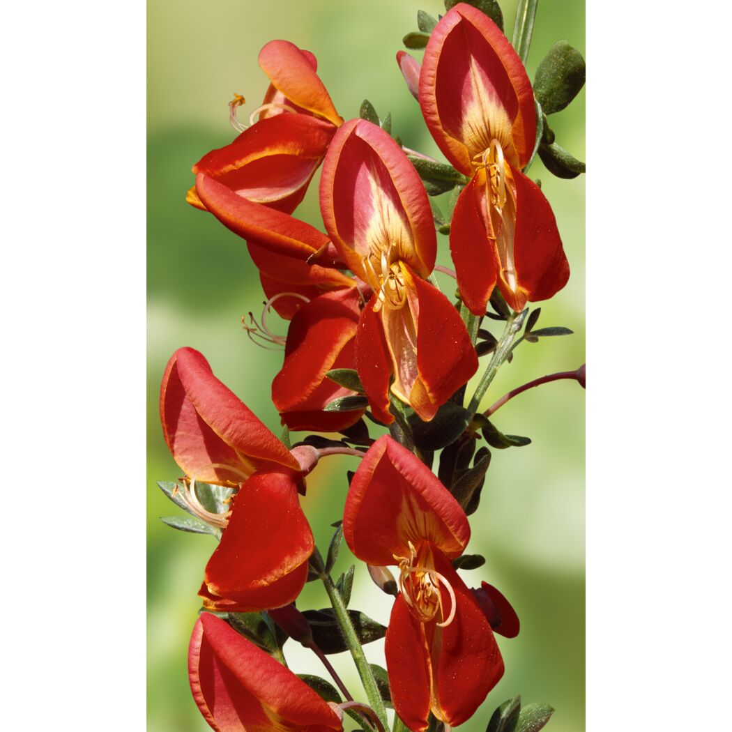 Besenginste rot, 12 cm Topf