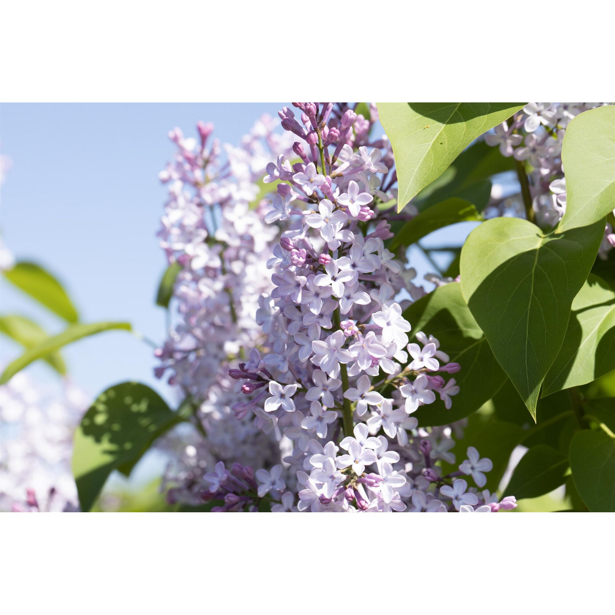 Fliederblüten am Zweig