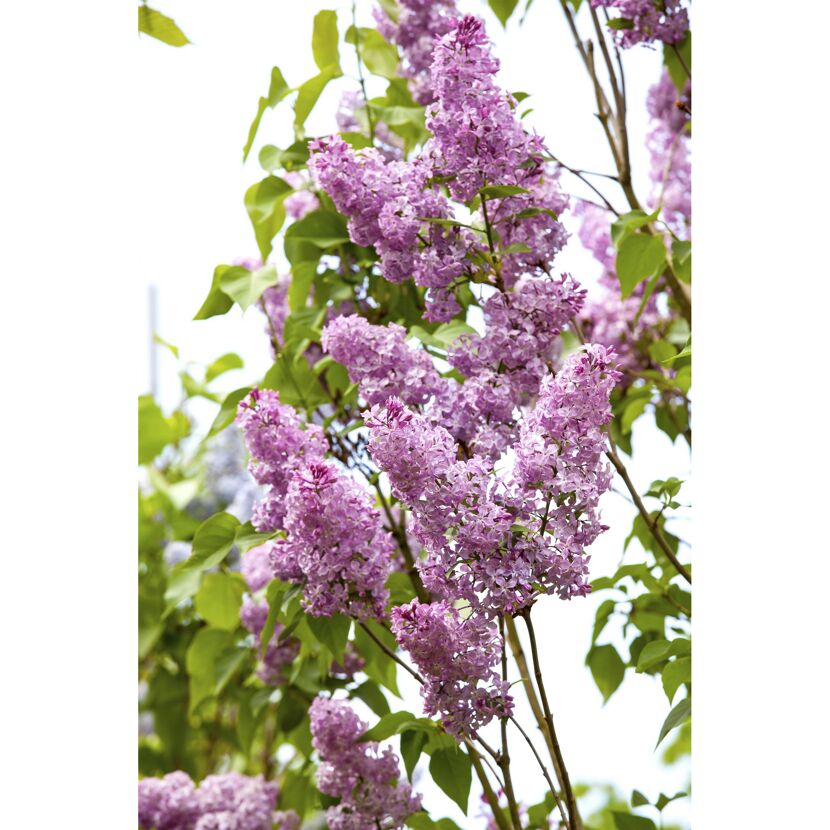Edelflieder rosa 25 cm Topf