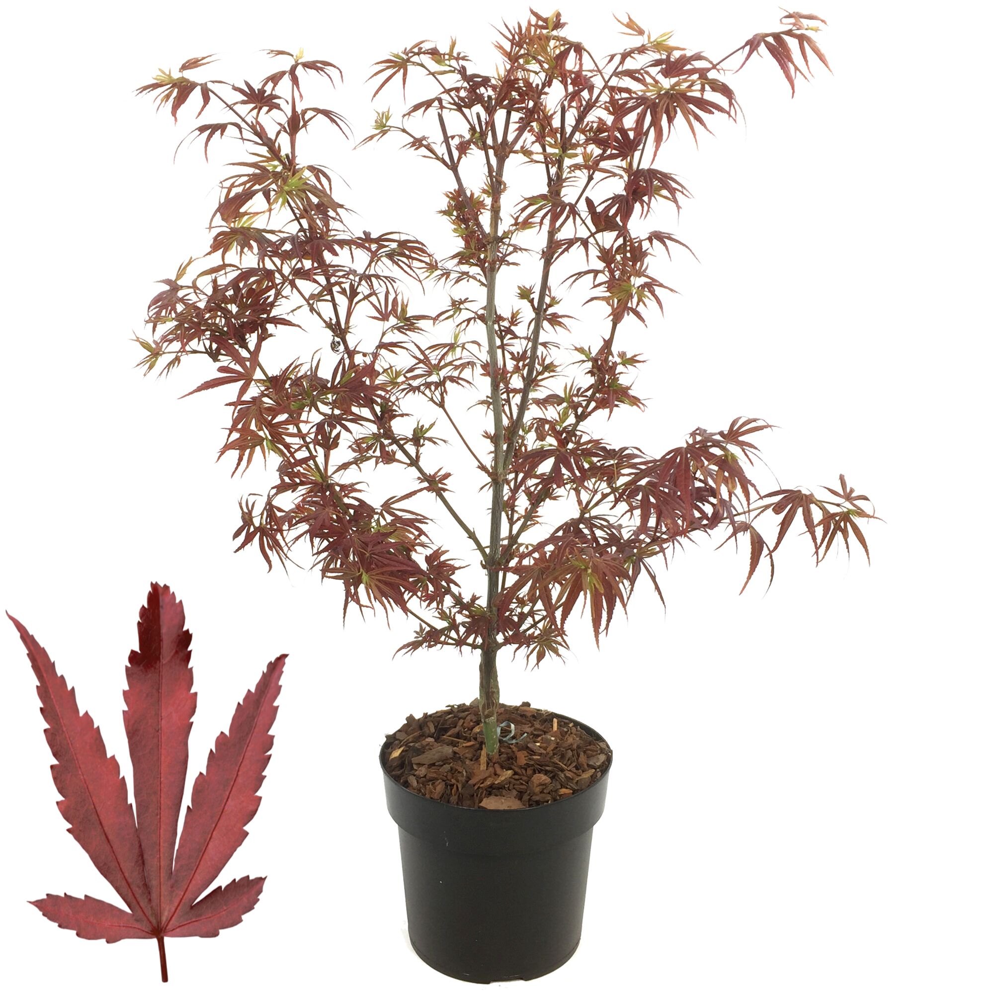 Japanischer Ahorn im Topf