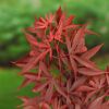 Acer palmatum Nahaufnahme der roten Blätter