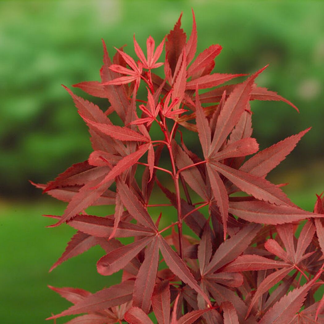 Acer palmatum Nahaufnahme der roten Blätter