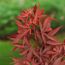 Acer palmatum Nahaufnahme der roten Blätter