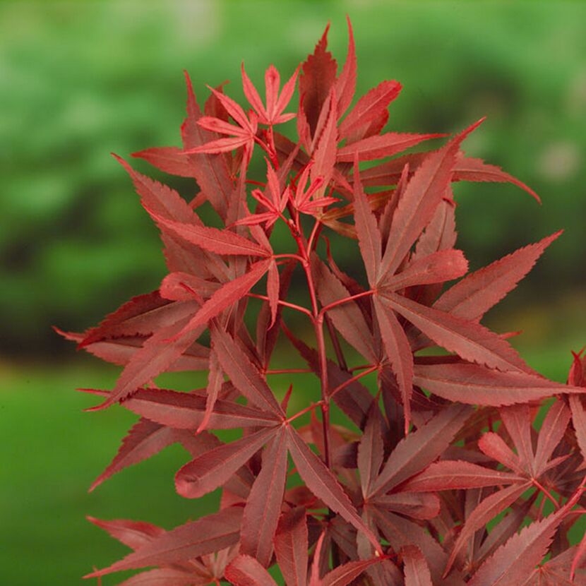 Acer palmatum Nahaufnahme der roten Blätter