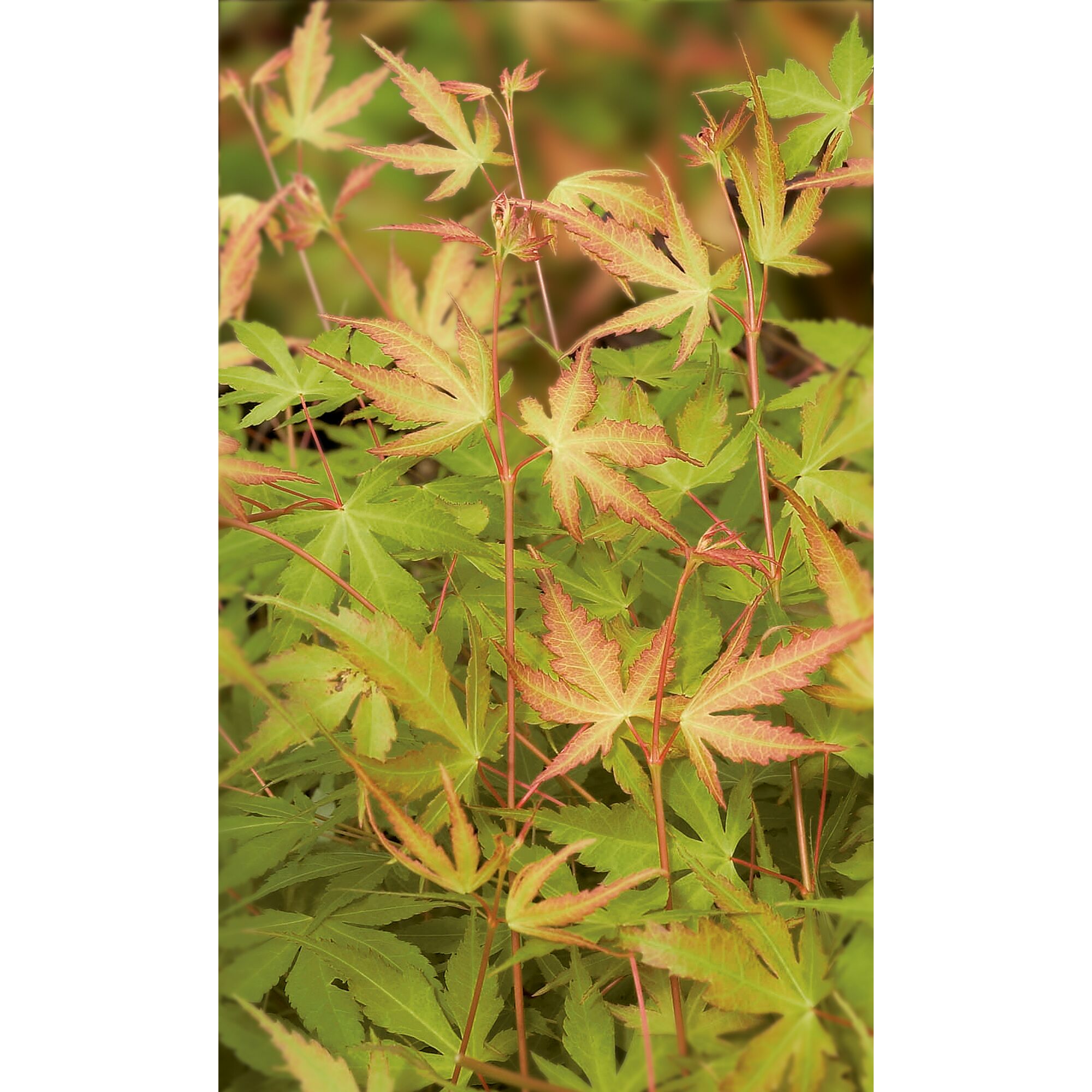 Nahaufnahme eines japanischen Ahorns mit grün-rötlichen Blättern