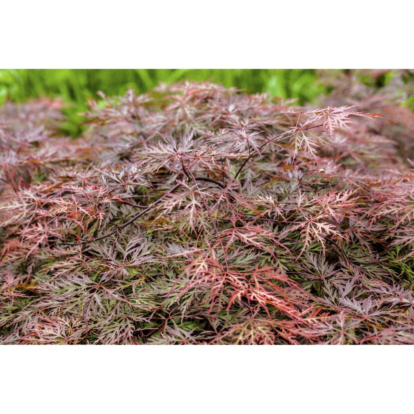 Nahaufnahme eines Fächerahorns mit rot-grünen Blättern
