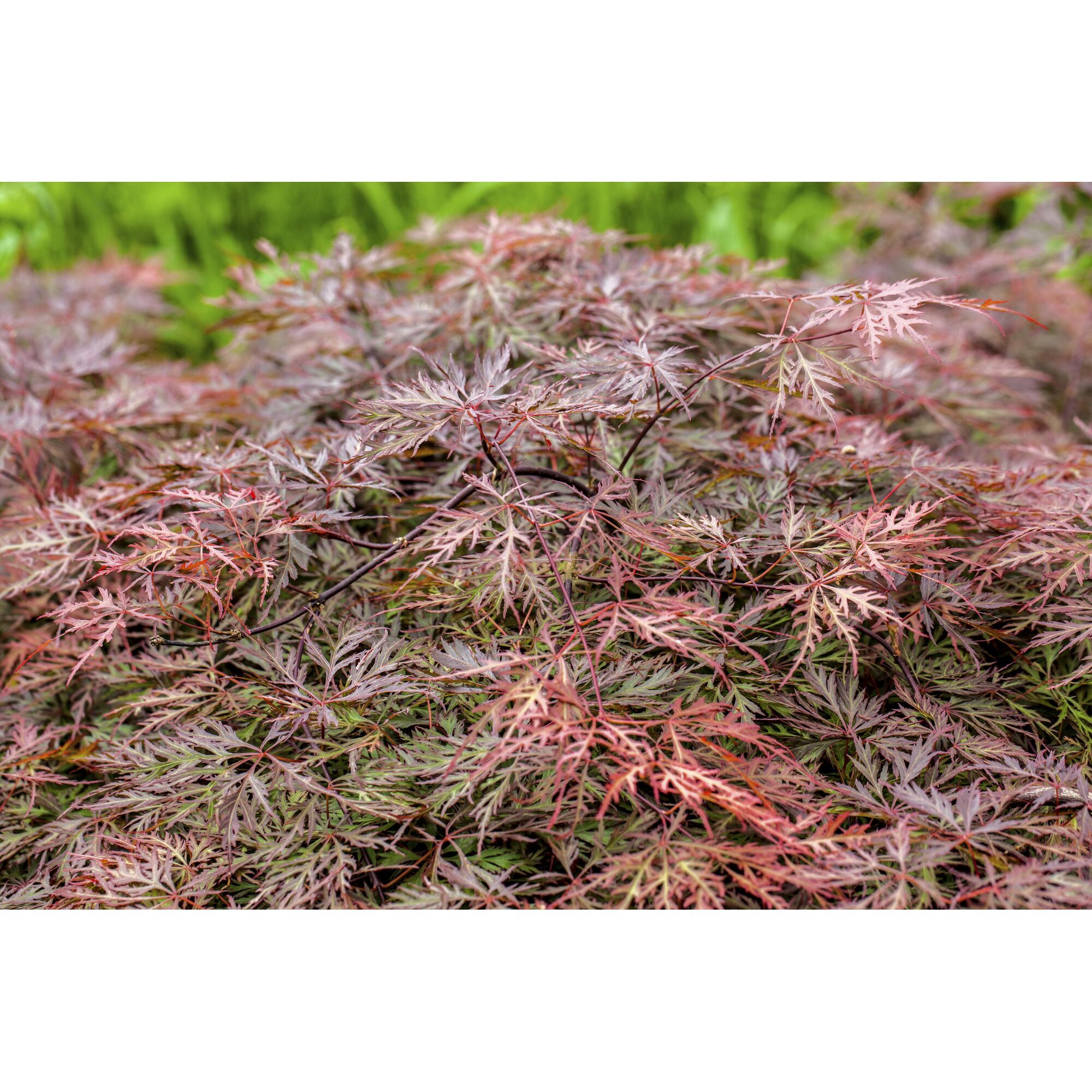 Nahaufnahme eines Fächerahorns mit rot-grünen Blättern