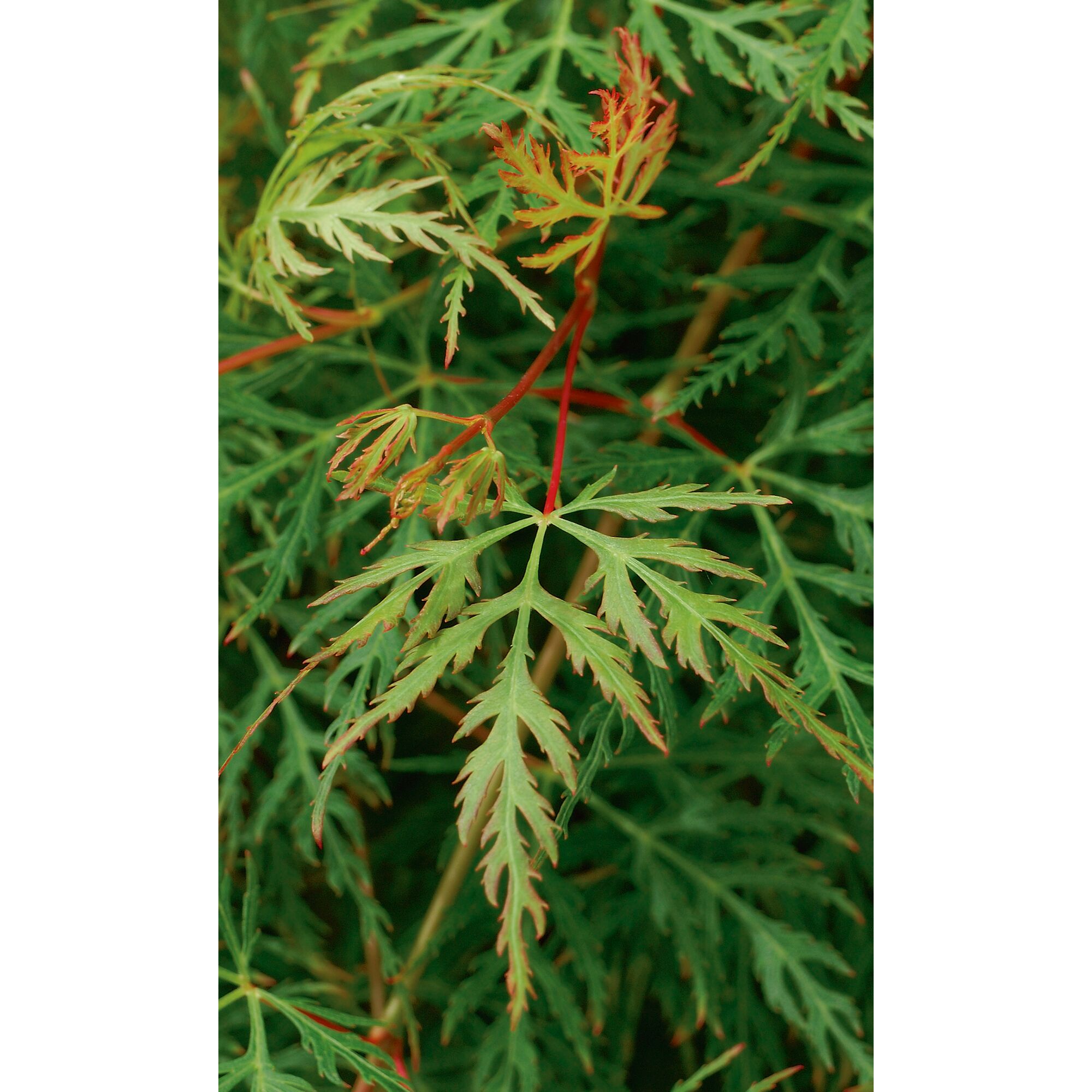 Nahaufnahme eines grünen Ahornblatts mit roten Rändern