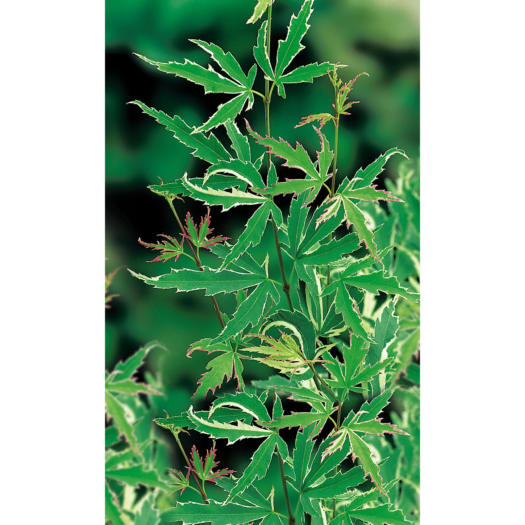 Japanischer Ahorn mit grün-weißem Laub