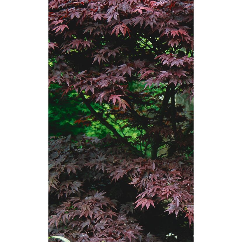 Dunkelroter Ahornbaum