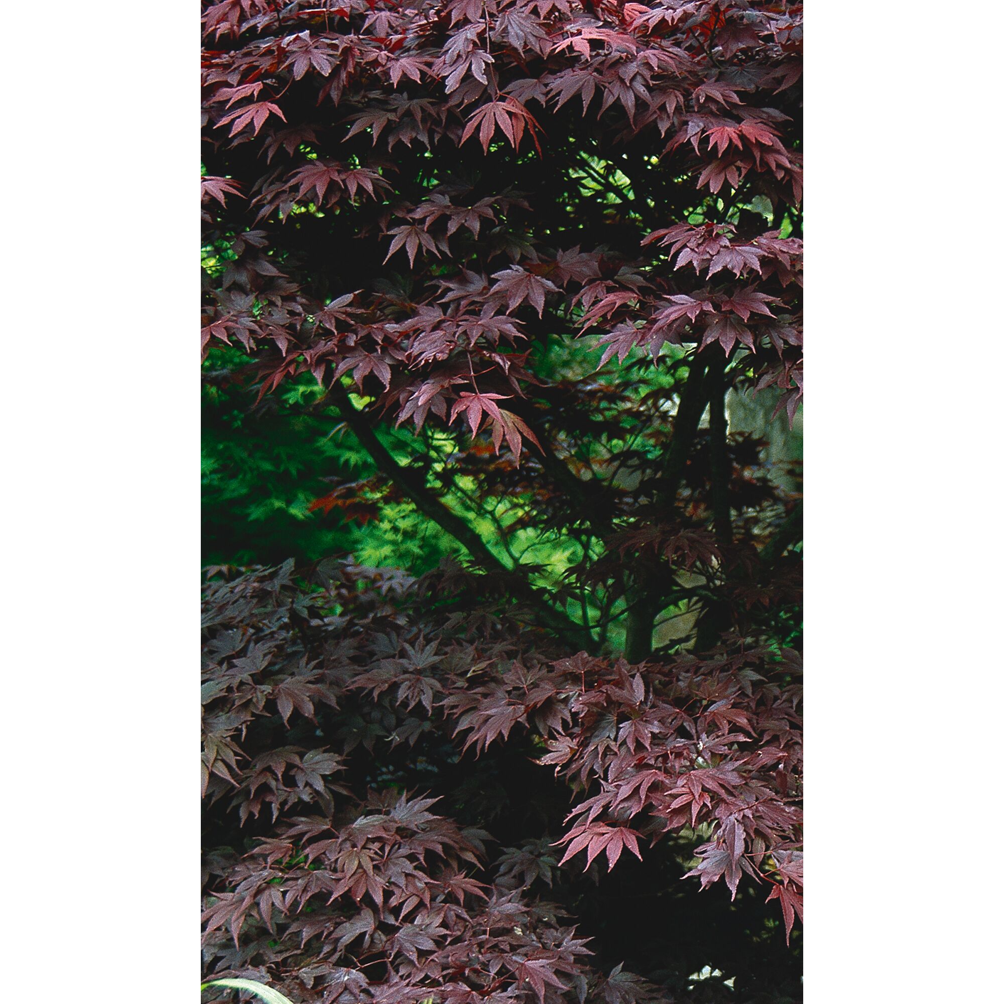 Dunkelroter Ahornbaum