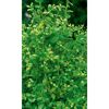 ILEX CRENATA JENNY  STECHPALME