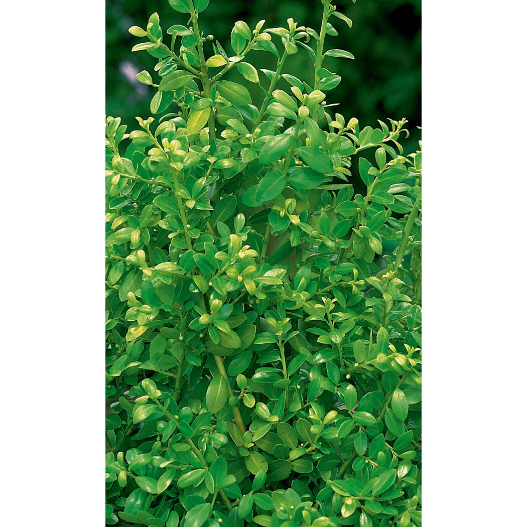 ILEX CRENATA JENNY  STECHPALME