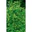 ILEX CRENATA JENNY  STECHPALME