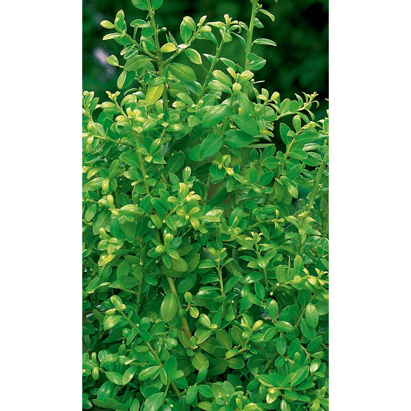 ILEX CRENATA JENNY  STECHPALME