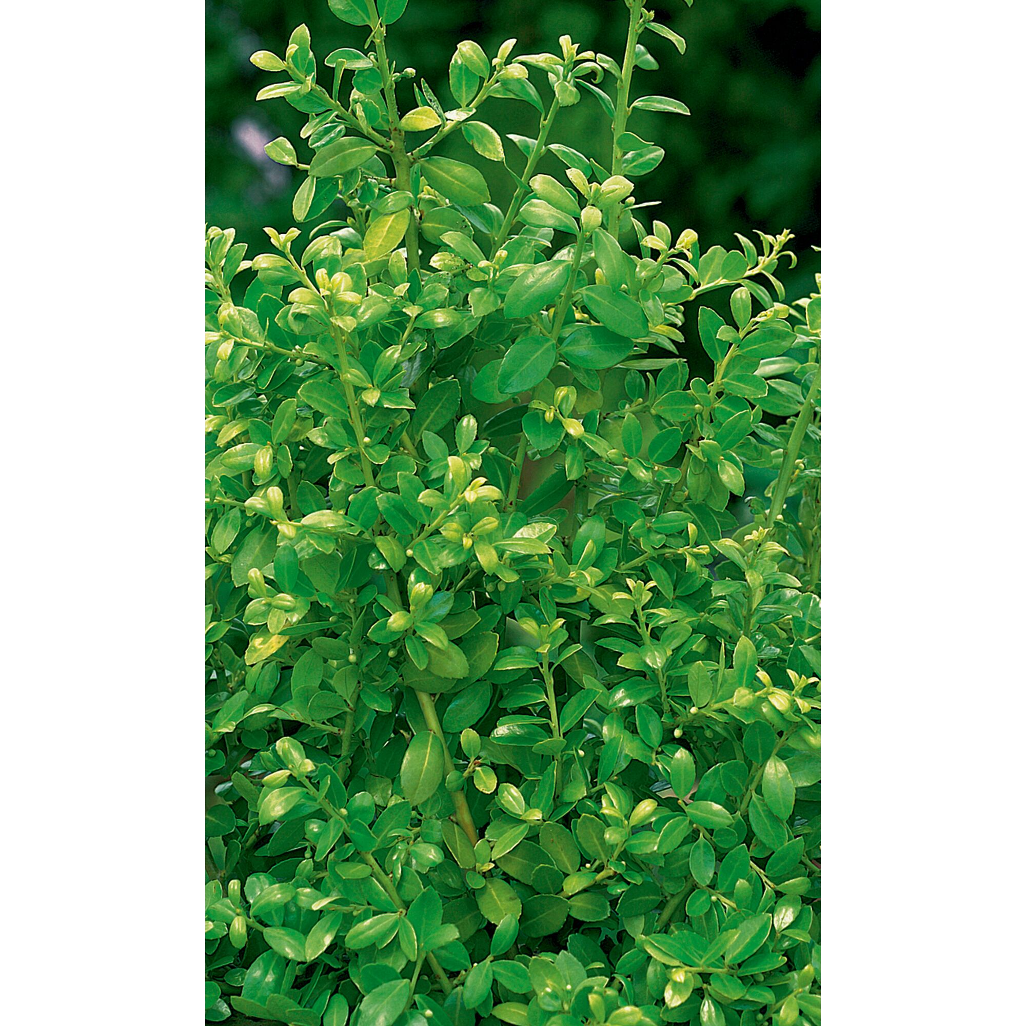 ILEX CRENATA JENNY  STECHPALME