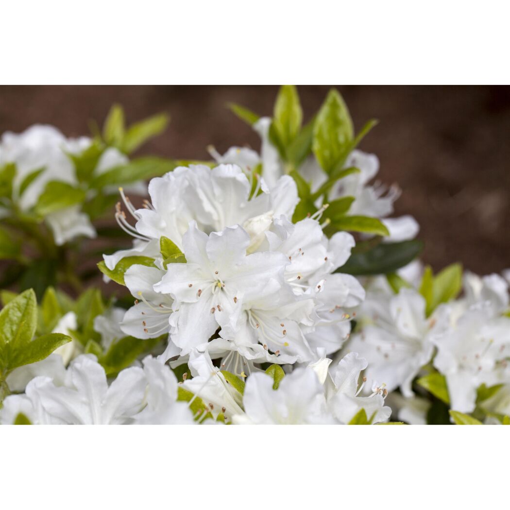 Japanische Azalee 'Adonis' weiß  17 cm Topf