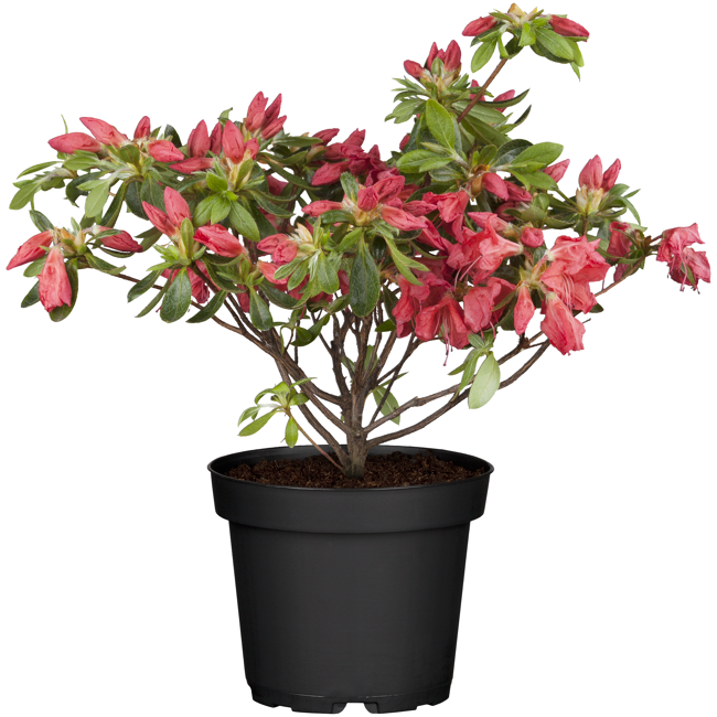 Bild von Japanische Azalee 'Frodline' rot  17 cm Topf