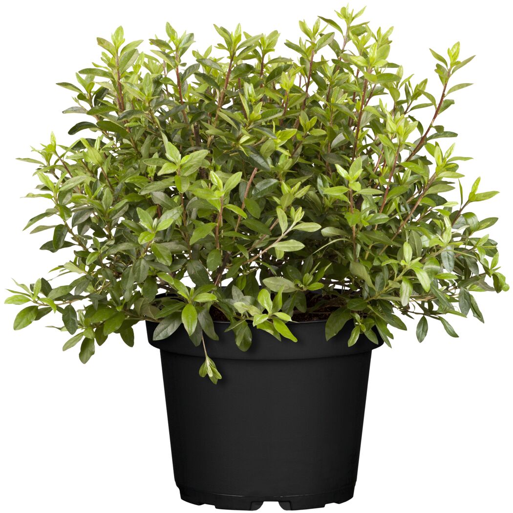 Rhododendron Obtusum im Topf