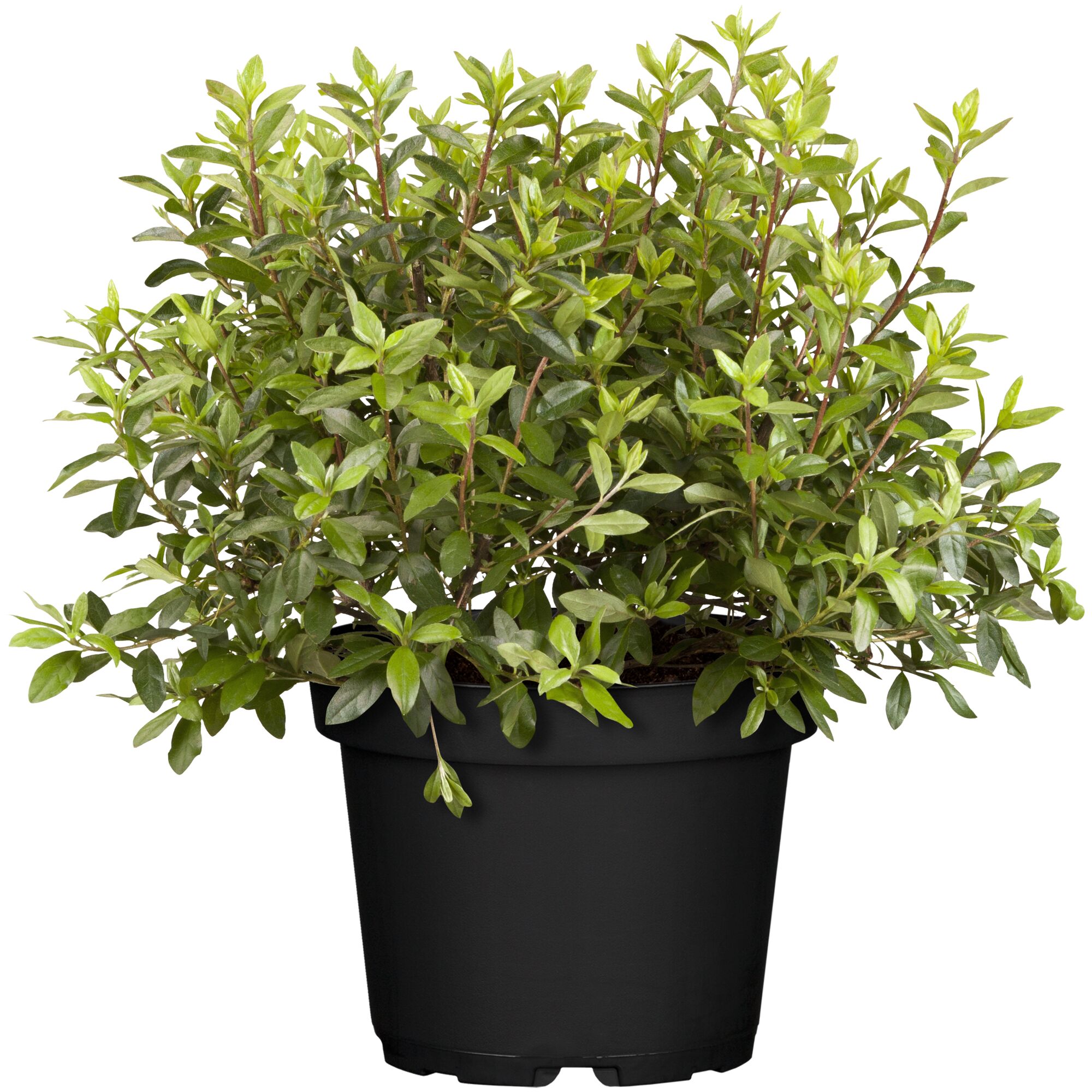 Rhododendron Obtusum im Topf