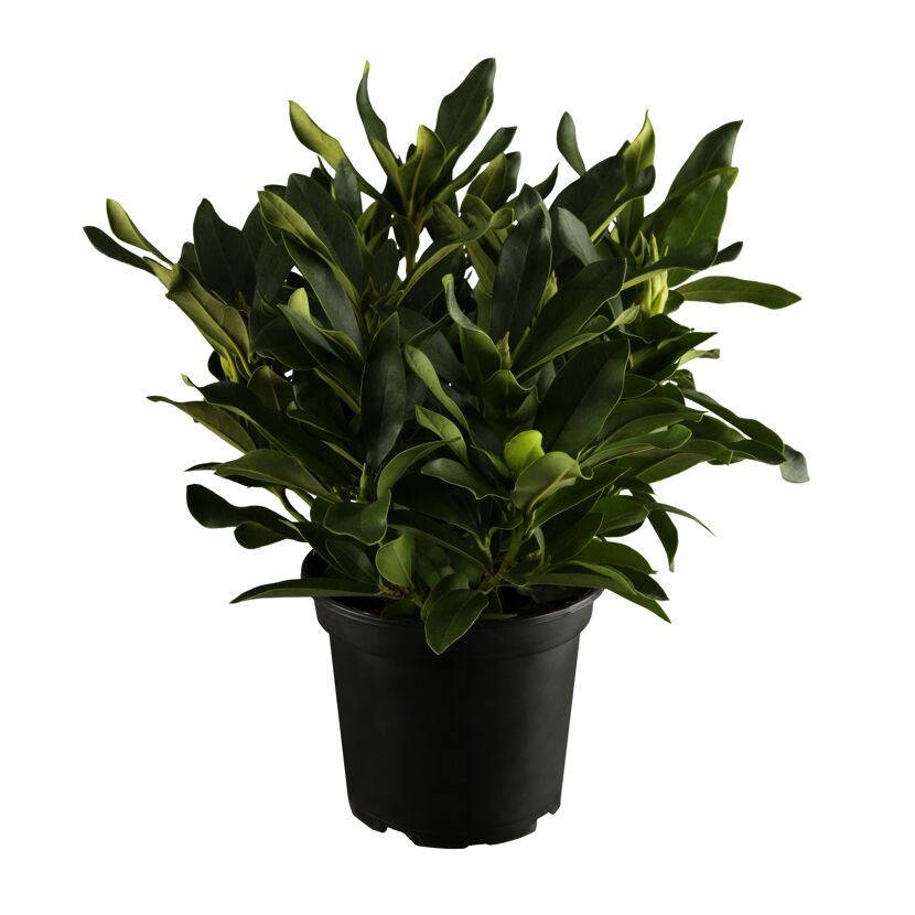 Rhododendron 'Cunninghams' weiß 23 cm Topf