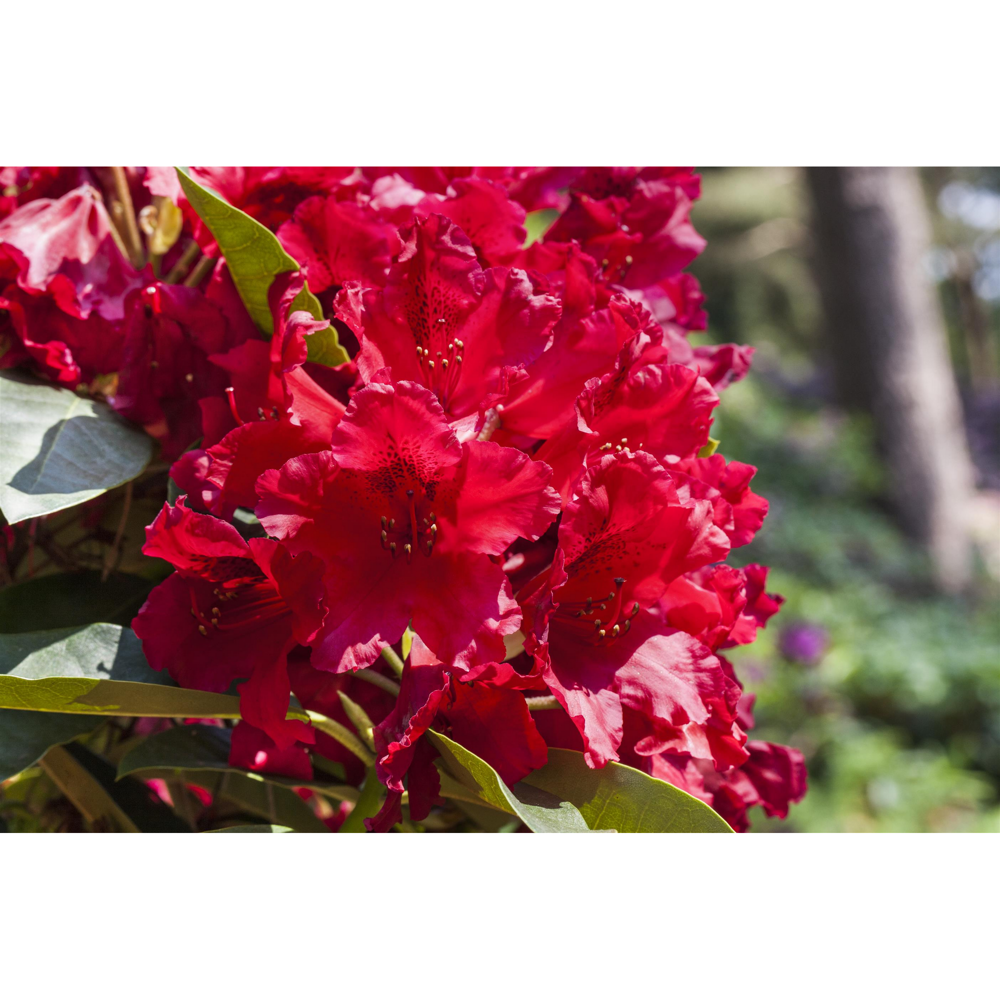 toom Rhododendron 'Nova Zembla' rot 23 cm Topf