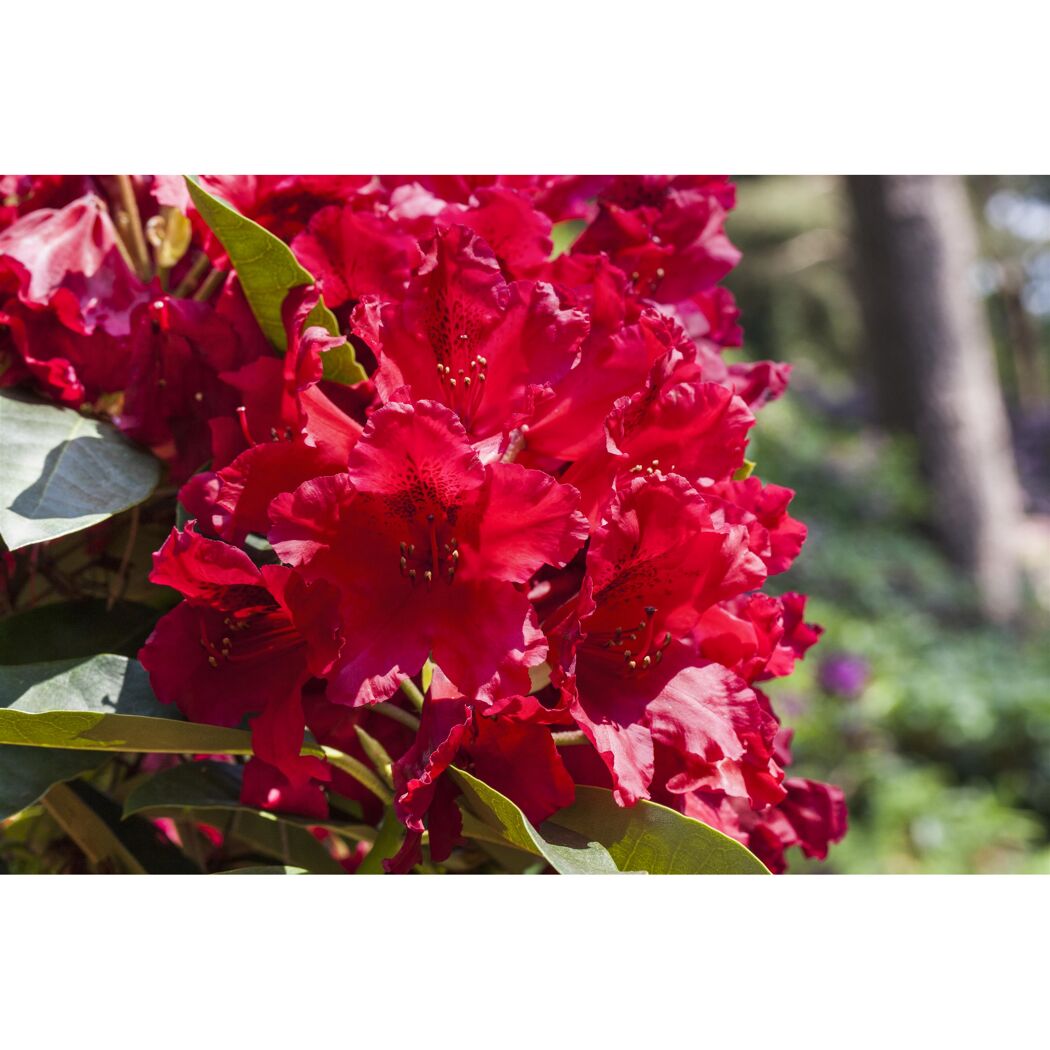 Rhododendron 'Nova Zembla' rot 23 cm Topf