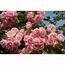 Rosa Kletterrosen mit grünen Blättern vor blauem Himmel