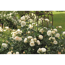 Strauchrose Mix 21 cm Topf
