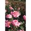 Rosa Edelrosen in voller Blüte