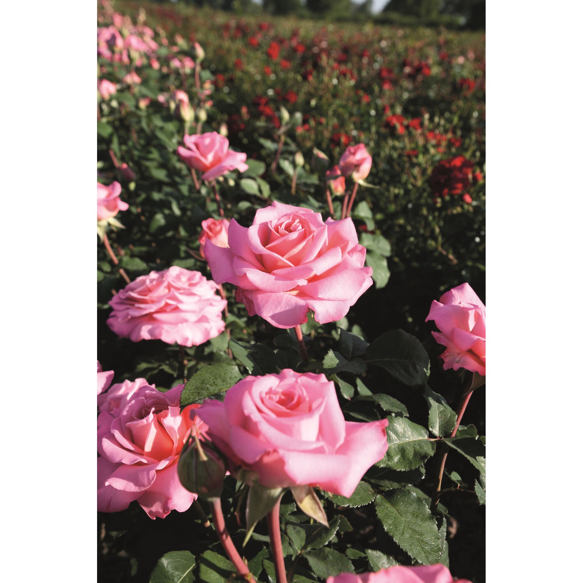 Rosa Edelrosen in voller Blüte