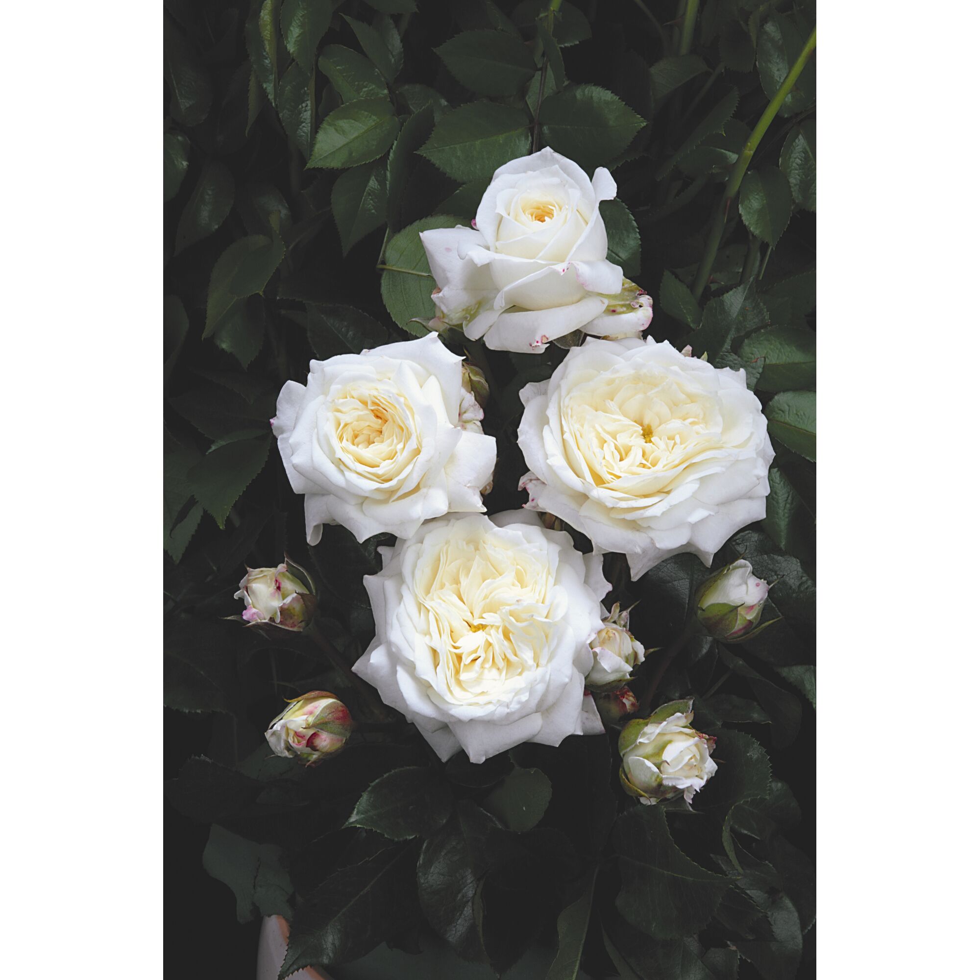 Weiße Beetrosen mit Knospen und Blättern