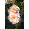 Zwei hellrosa und cremefarbene Rosenblüten mit Knospen